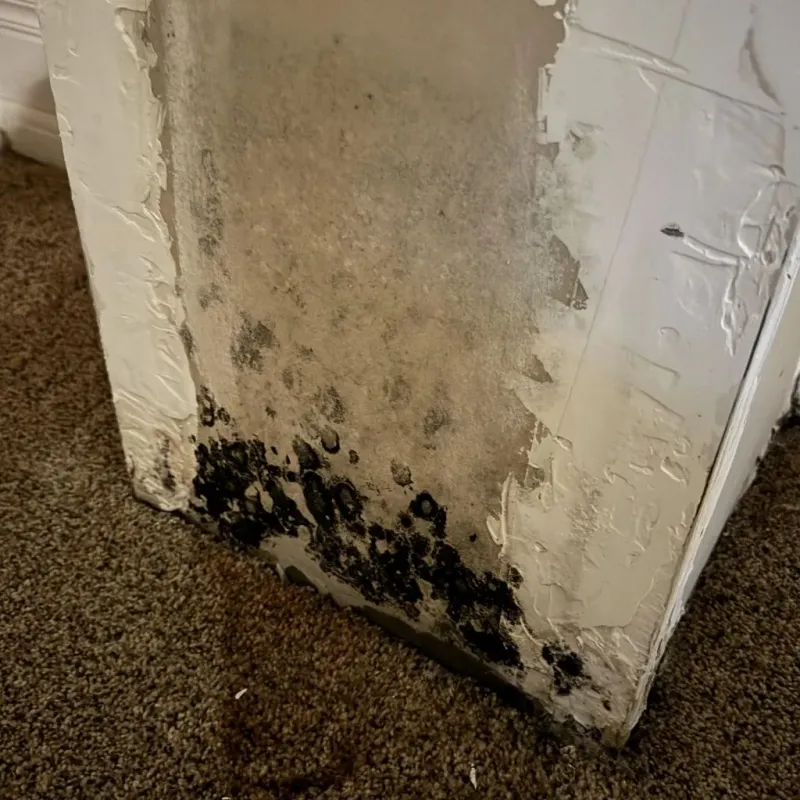 Professional Mold Removal in Reese, MI